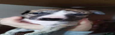 Whippet Cachorro 3