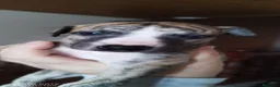 Whippet perros en venta: Magnífica Camada - Anuncio 4
