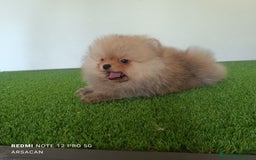 Pomerania perros en venta: Pomerania toy cara de oso - Imagen 5