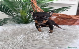 Pinscher Miniatura perros en venta: MINI PINSCHER MUNIATURA - Anuncio 25
