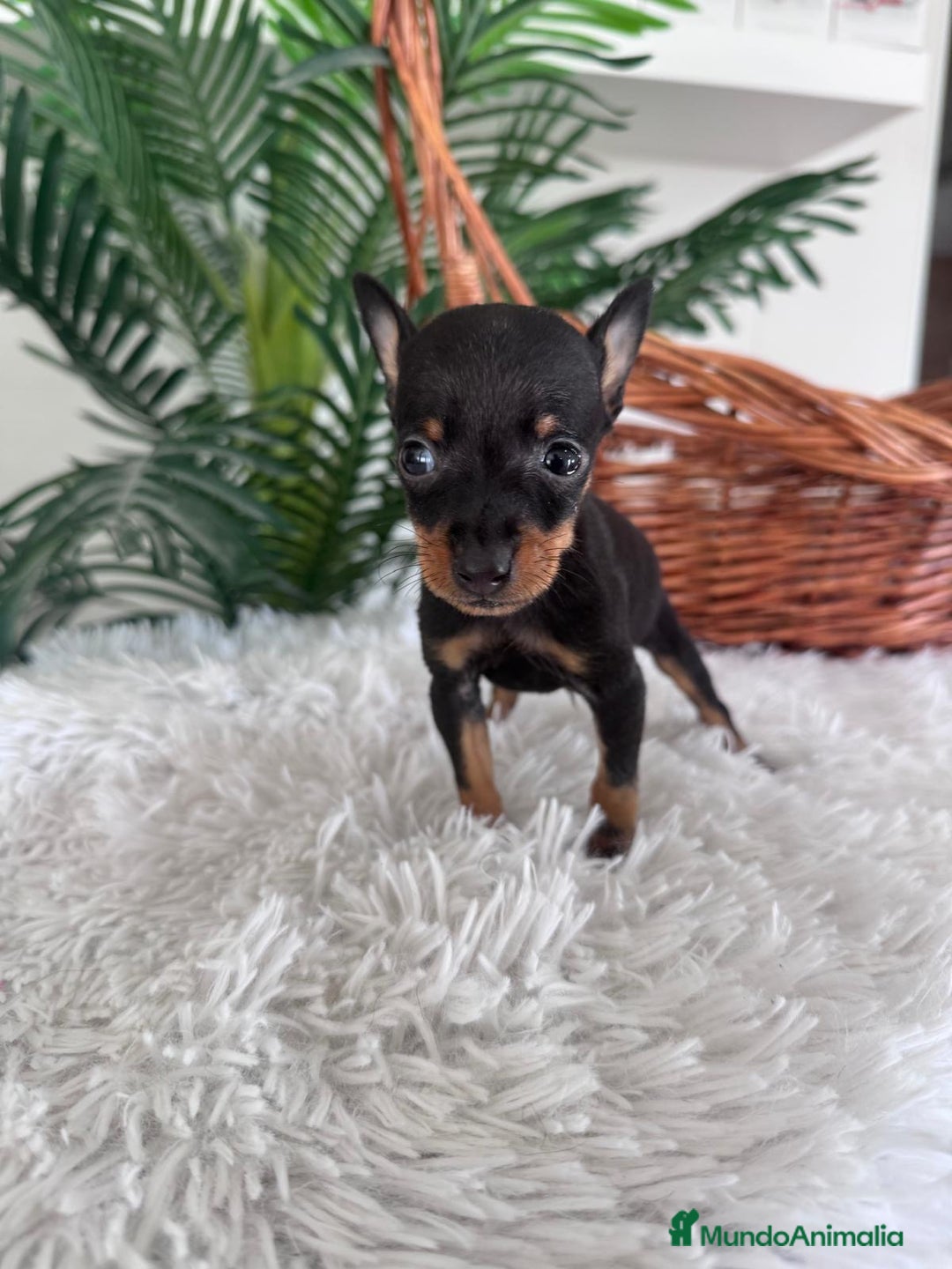 Pinscher Miniatura perros en venta: MINI PINSCHER MUNIATURA - Anuncio 25