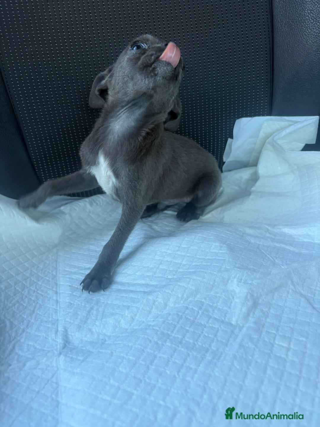 Chihuahua perros en venta: Chihuahua toy blue - Anuncio 3