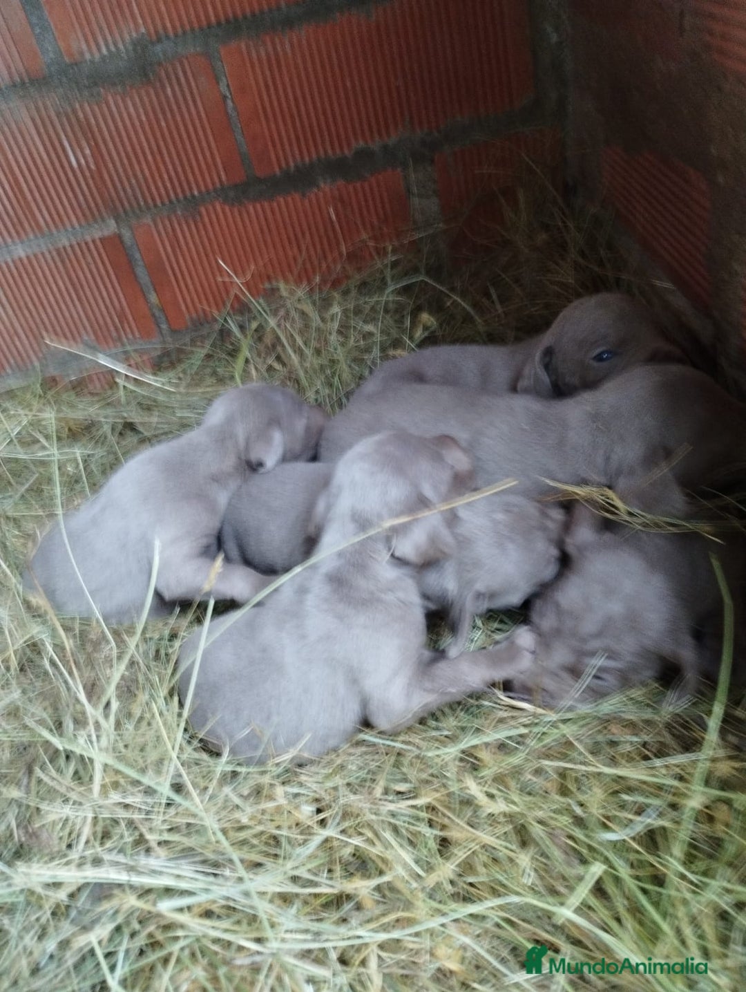 Weimaraner perros en venta: Braco de Weimar para reservar  - Anuncio 3