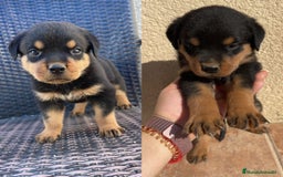 Rottweiler perros en venta: CAMADA DE Rottweiler - Imagen 2