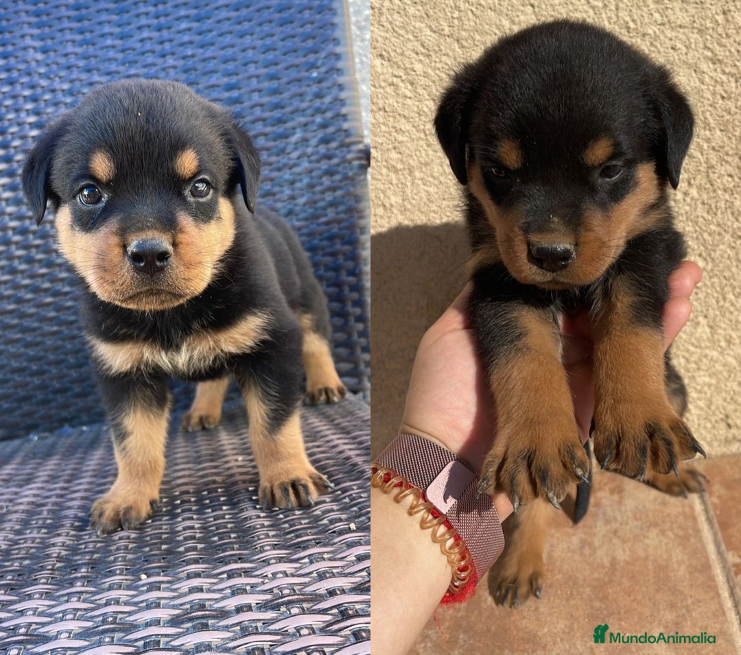 Rottweiler perros en venta: CAMADA DE Rottweiler - Imagen 2