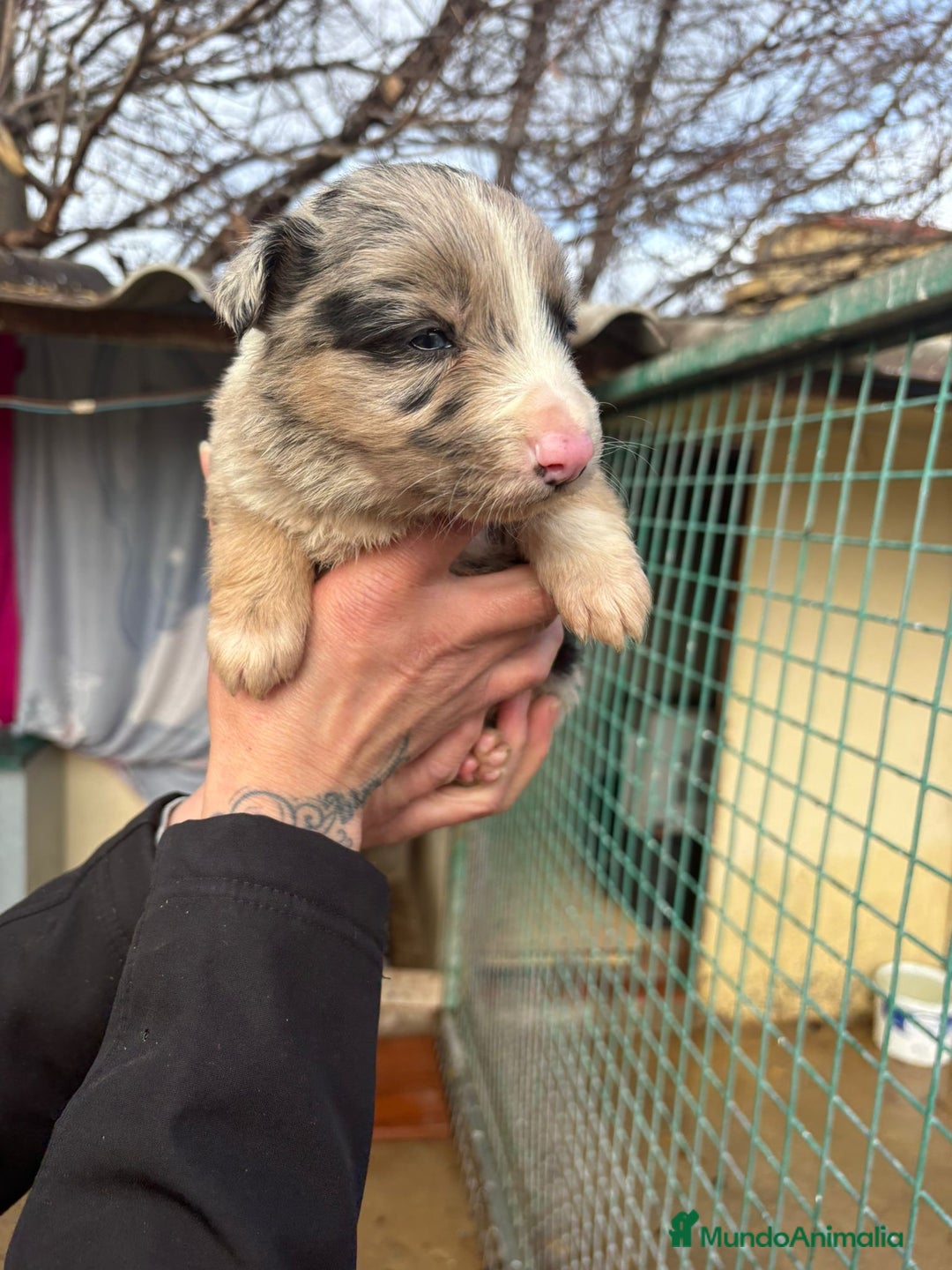 Border Collie perros en venta: Cachorro Macho Border Collie merle - Anuncio 12
