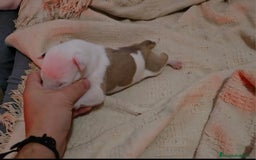 American Staffordshire-Terrier perros en venta: American Staffordshire Terrier  - Imagen 3
