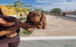 Teckel perros en venta: Arlequín chocolate precio real  - Imagen 4