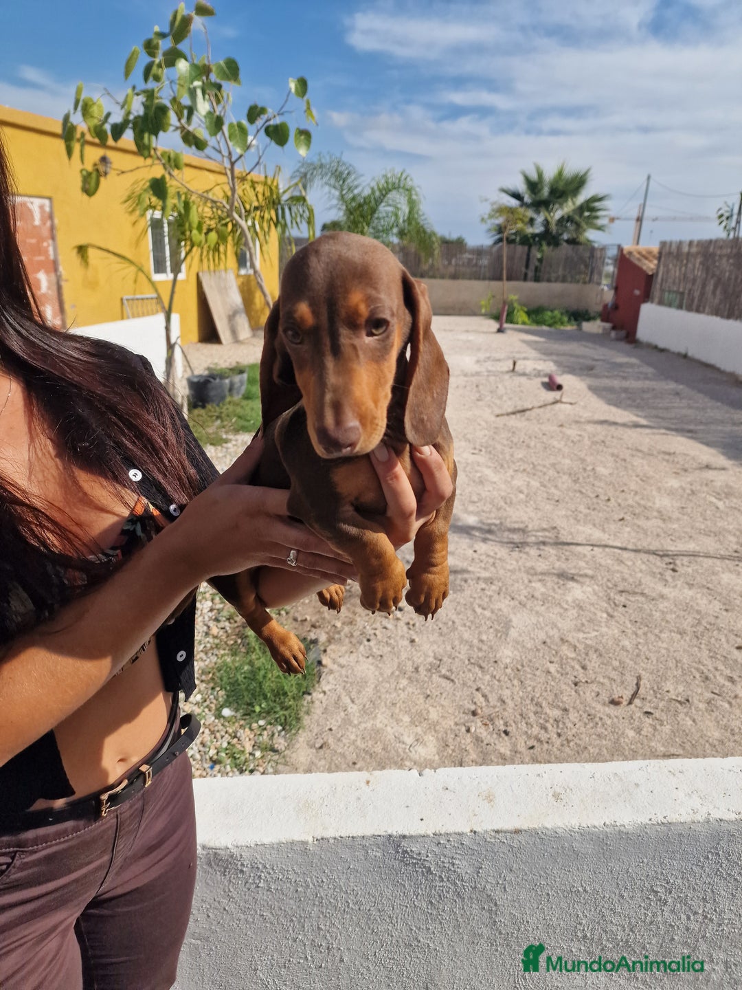 Teckel perros en venta: Arlequín chocolate precio real  - Imagen 4