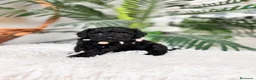 Caniche Enano perros en venta: CANICHES ENANAS HEMBRAS - Anuncio 11
