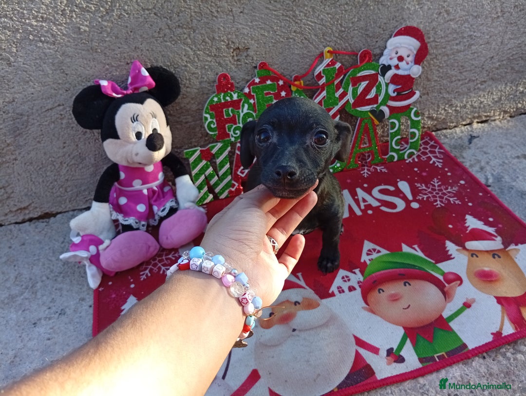 Raza Mixta perros en venta: PRECIOSA PAREJA (LEER BIEN ) - Anuncio 7