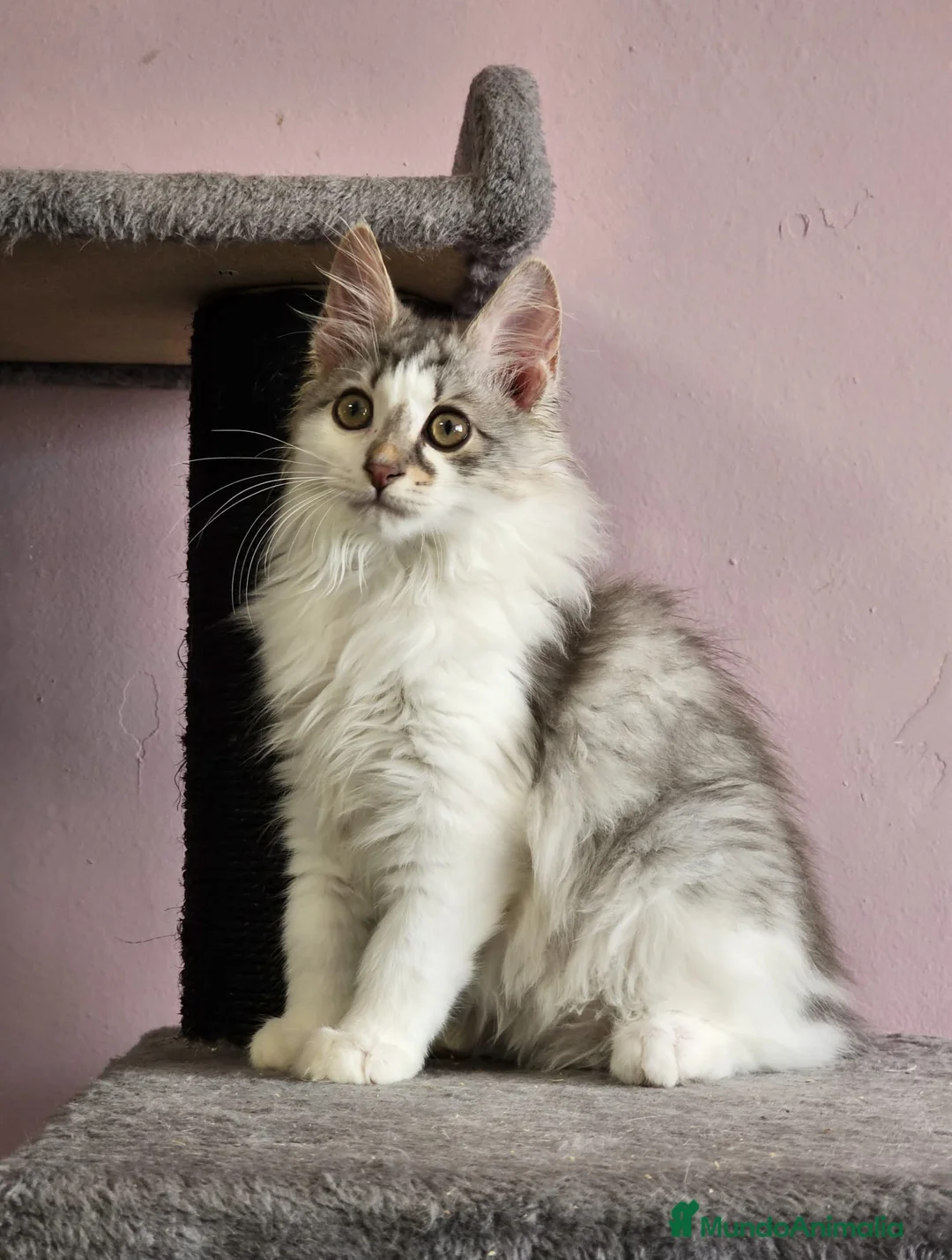 Kurilean Bobtail de Pelo Largo gatos en venta: Kurilian Macho - Anuncio 15