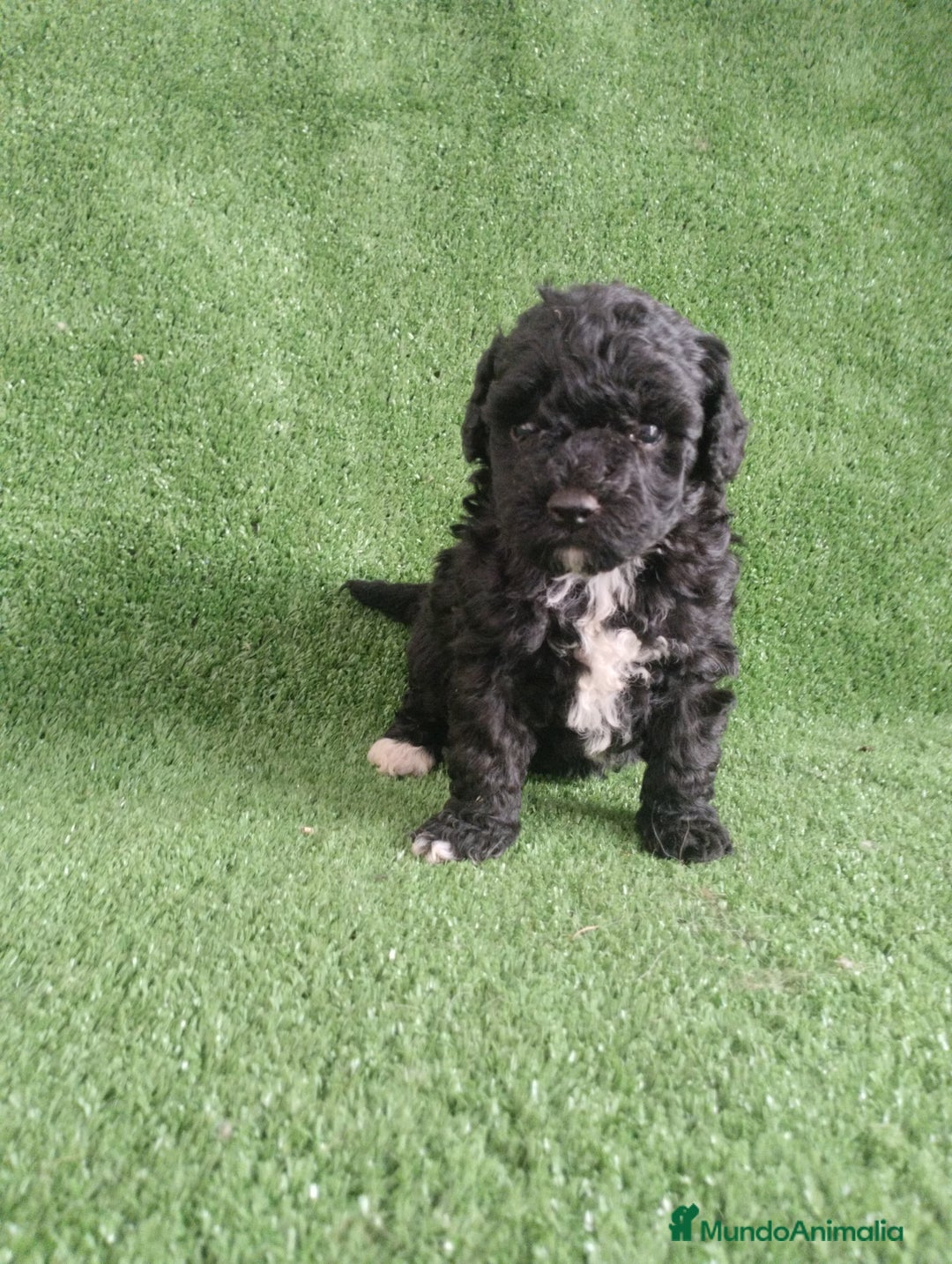 Caniche Toy perros en venta: Caniches toys particolor  - Imagen 3