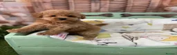 Caniche Toy perros en venta: Caniche toy apricot muy pequeñita!!!! - Anuncio 2