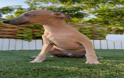 Pequeño Lebrel Italiano perros en venta: PICCOLO MACHO COLOR ISABELA - Imagen 6