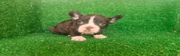 Bulldog Francés perros en venta: Bulldog francés  - Anuncio 19