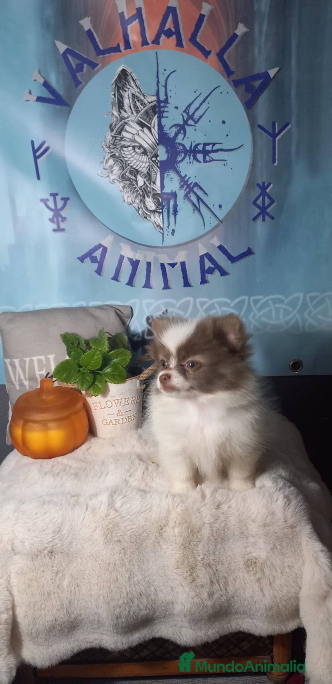 Pomchi perros en venta: Pomchi macho chocolate y blanco  - Imagen 4