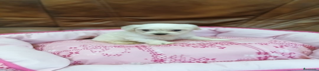 Bichón Maltés Cachorro 3
