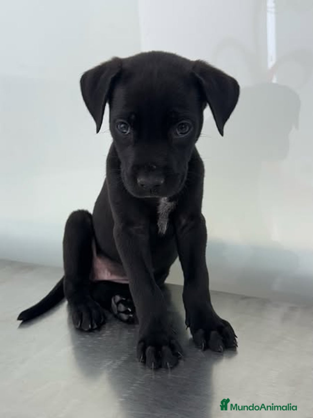Labrador Retriever perros en venta: Tierno bebé de Labrador - Imagen 1