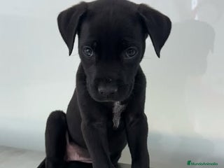 Labrador Retriever perros - Anuncio 2