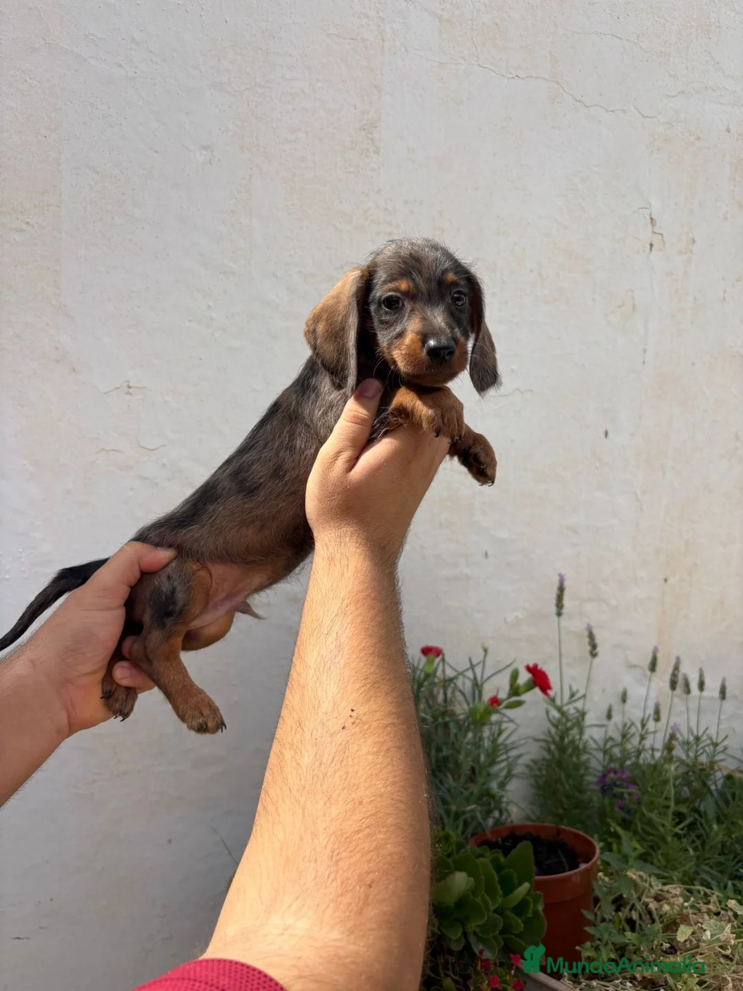 Teckel perros en venta: Cachorro de Teckel Kaninchen Pelo Duro  - Anuncio 1