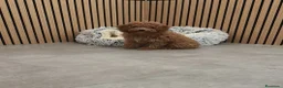 Caniche Toy perros en venta: Caniche Toy Apricot 🐩♂️ - Anuncio 4