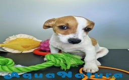 Jack Russell Terrier perros en venta: Jack Russel Macho JMU 7729 AQUANATURA - Imagen 5
