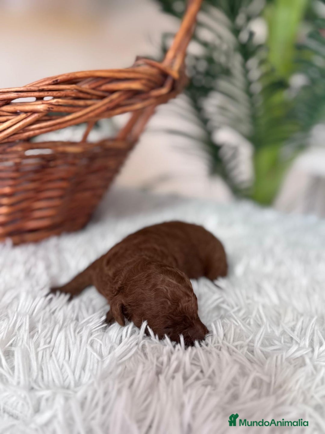 Caniche Toy perros en venta: CANICHE TOY ROJO - Anuncio 9