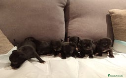 Chihuahua perros en venta: Chihuahuas toy cabeza manzana hembras - Imagen 5