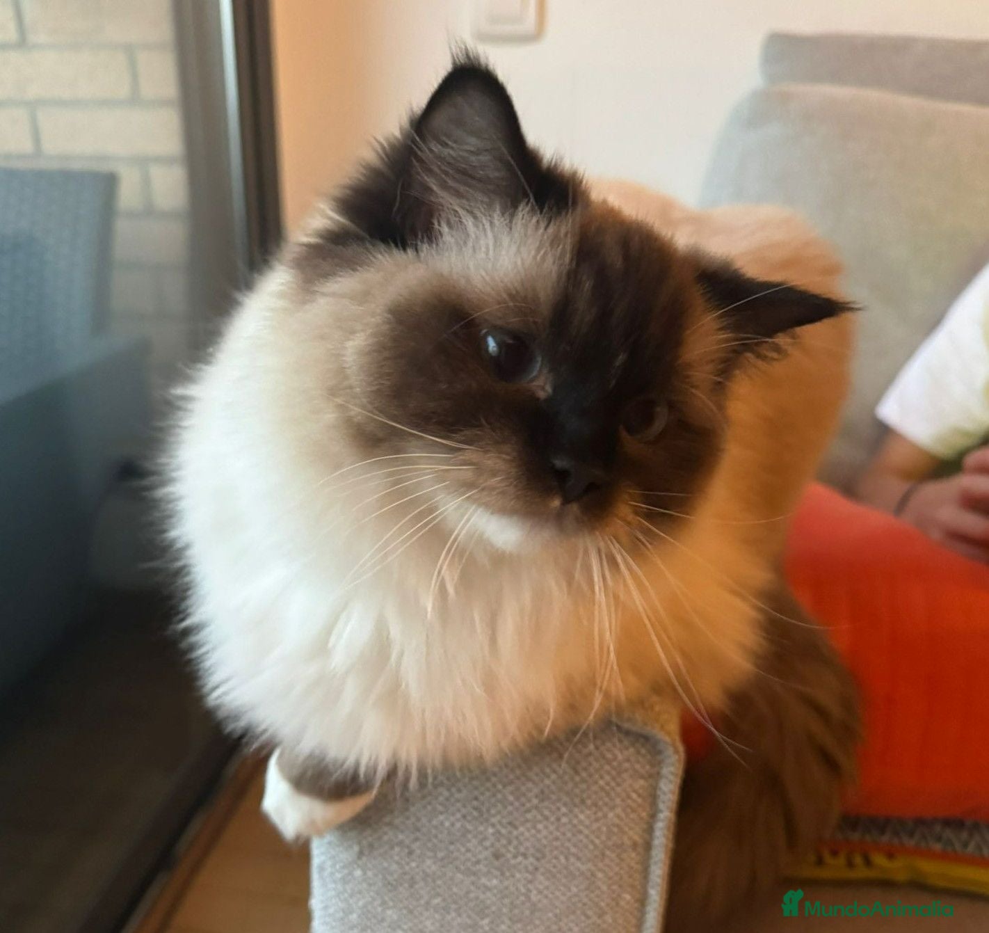 Ragdoll gatos Gata Ragdoll - Anuncio 1