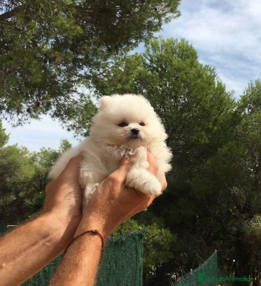 Pomerania perros en venta: Lulús de Pomerania en Barcelona - Anuncio 6