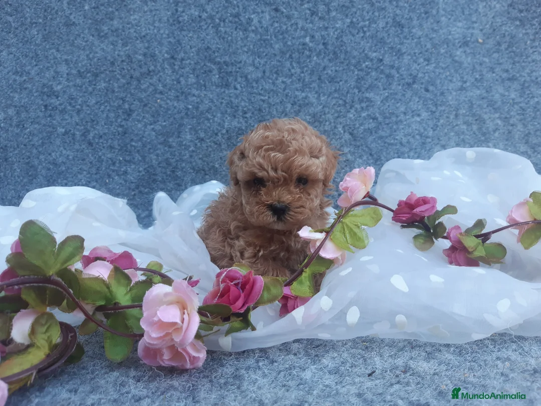 Caniche Toy perros en venta: PRECIOSOS CANICHES ROJOS - Anuncio 1