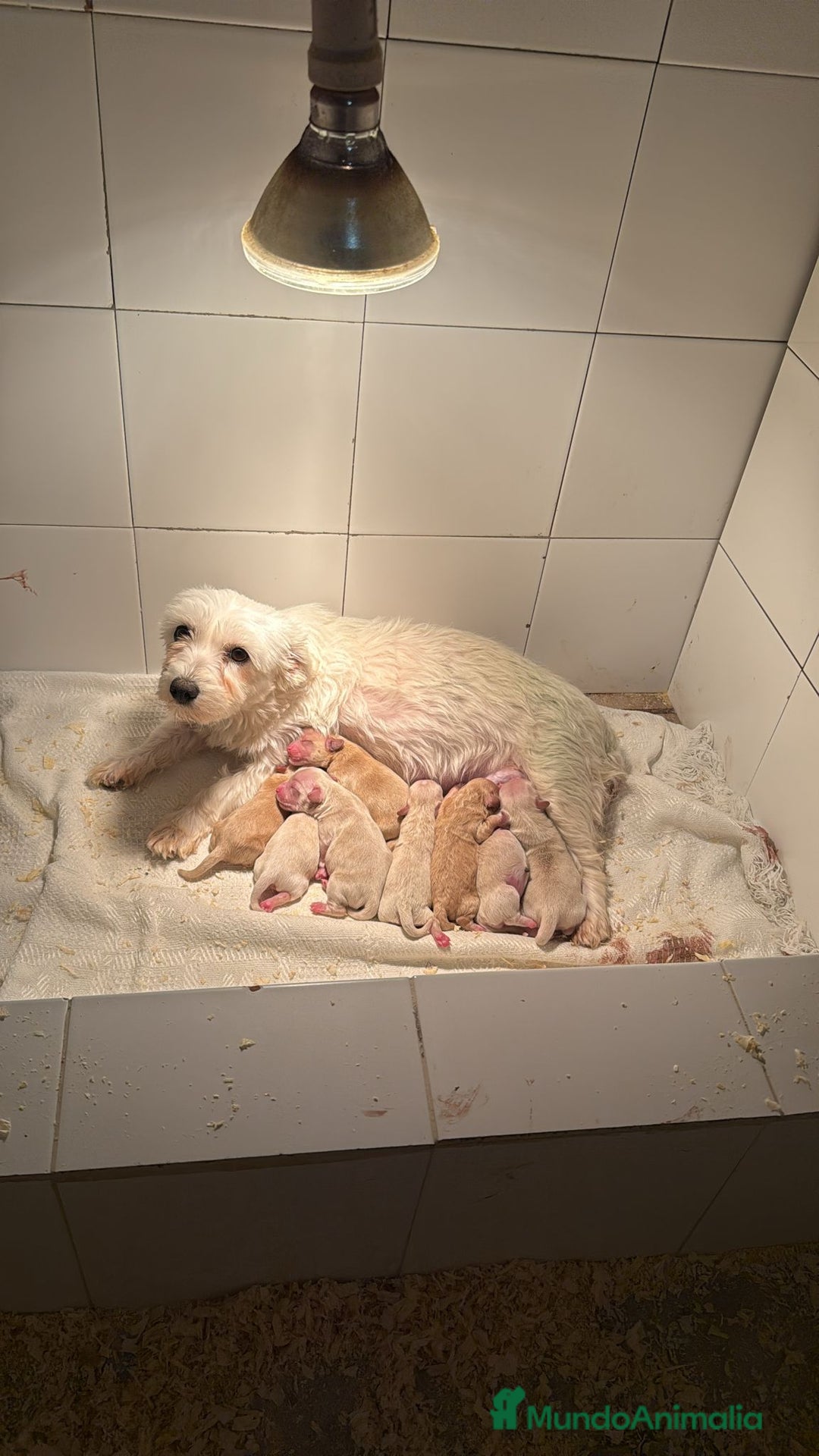 Maltipoo perros en venta: Maltipoo bebes para enero preciosos  - Anuncio 1