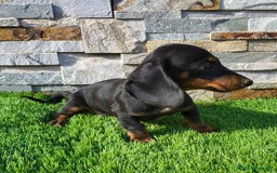 Teckel Miniatura perros en venta: Teckel kaninchen!! - Imagen 2