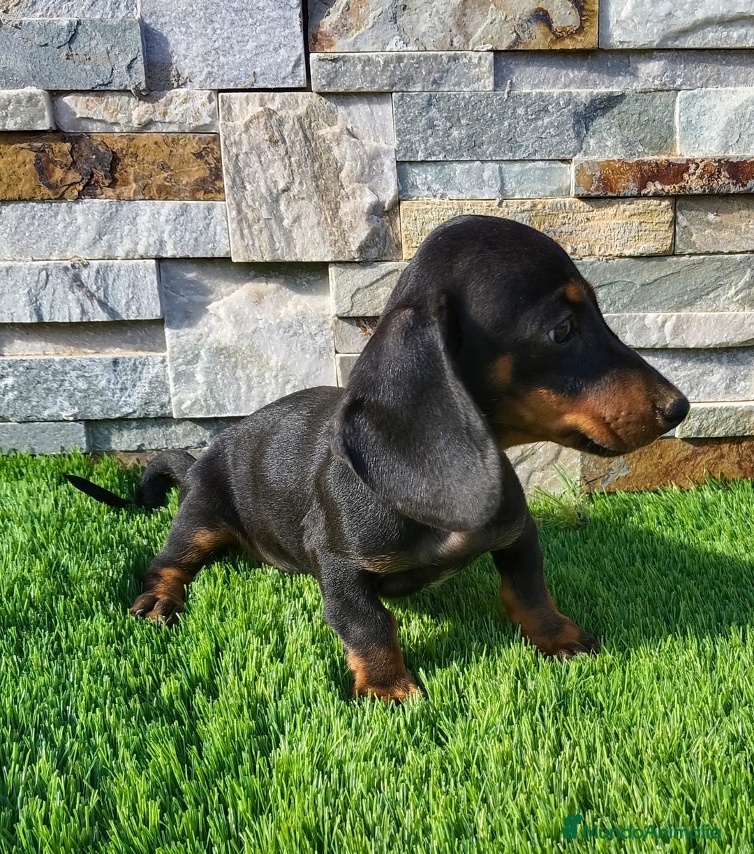 Teckel Miniatura perros en venta: Teckel kaninchen!! - Imagen 2