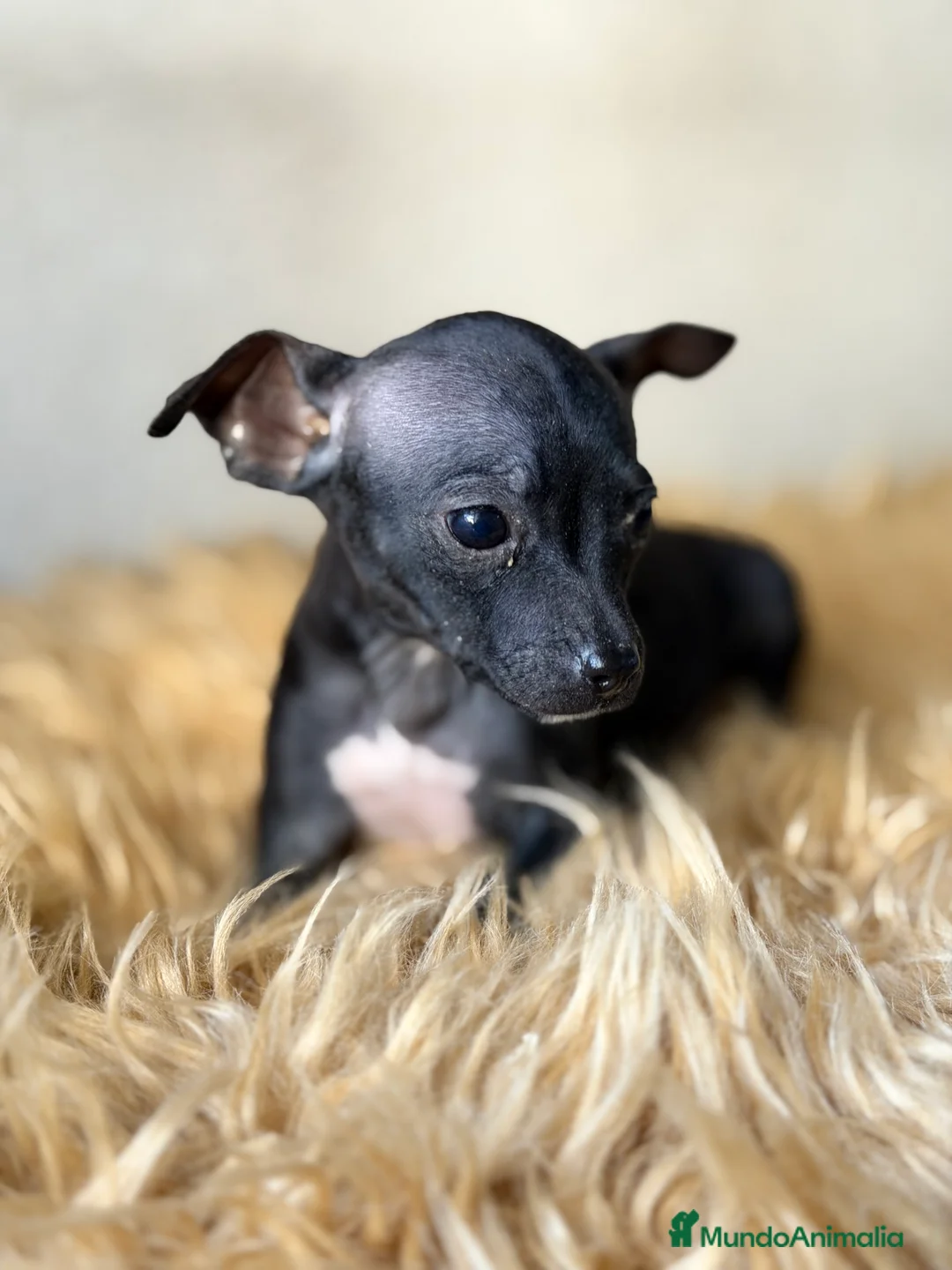 Pinscher Miniatura perros en venta: Minipicher negro  - Anuncio 2