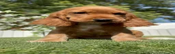 Cocker Spaniel Inglés perros en venta: COCKER SPANIEL INGLES-LISTA PARA ENTREGAR - Anuncio 4