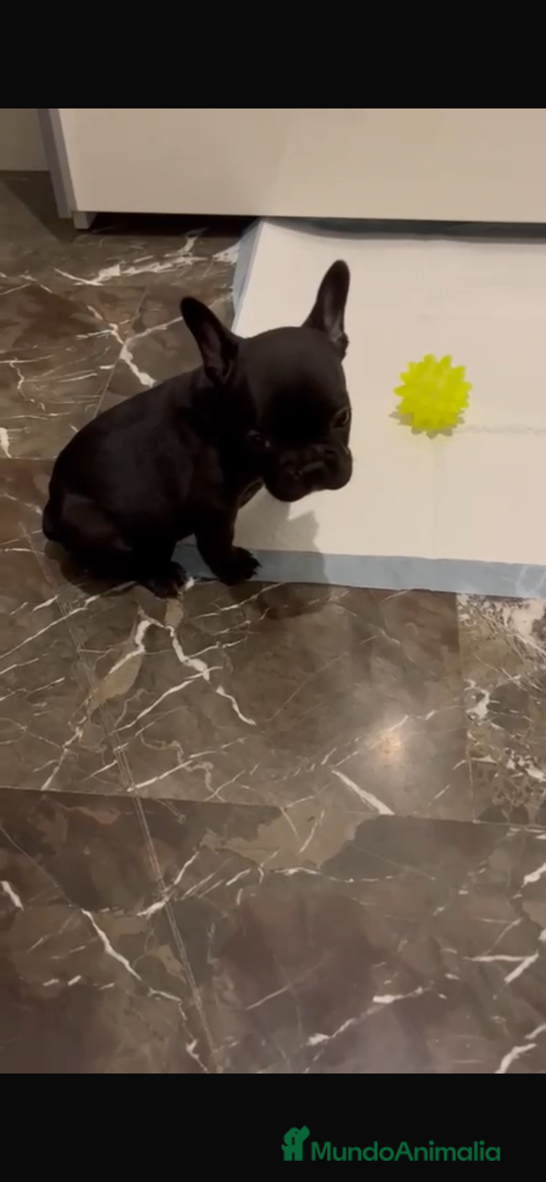 Bulldog Francés perros en venta: BULLDOG FRANCÉS HEMBRA DISPONIBLE - Anuncio 3