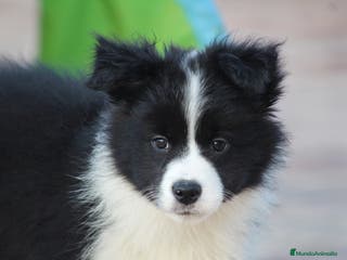 Border Collie perros Cachorras de border collie - Anuncio 1