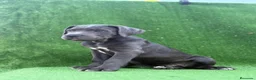 Cane Corso perros en venta: Cane Corso LOE ADN PREMIUM  - Anuncio 2