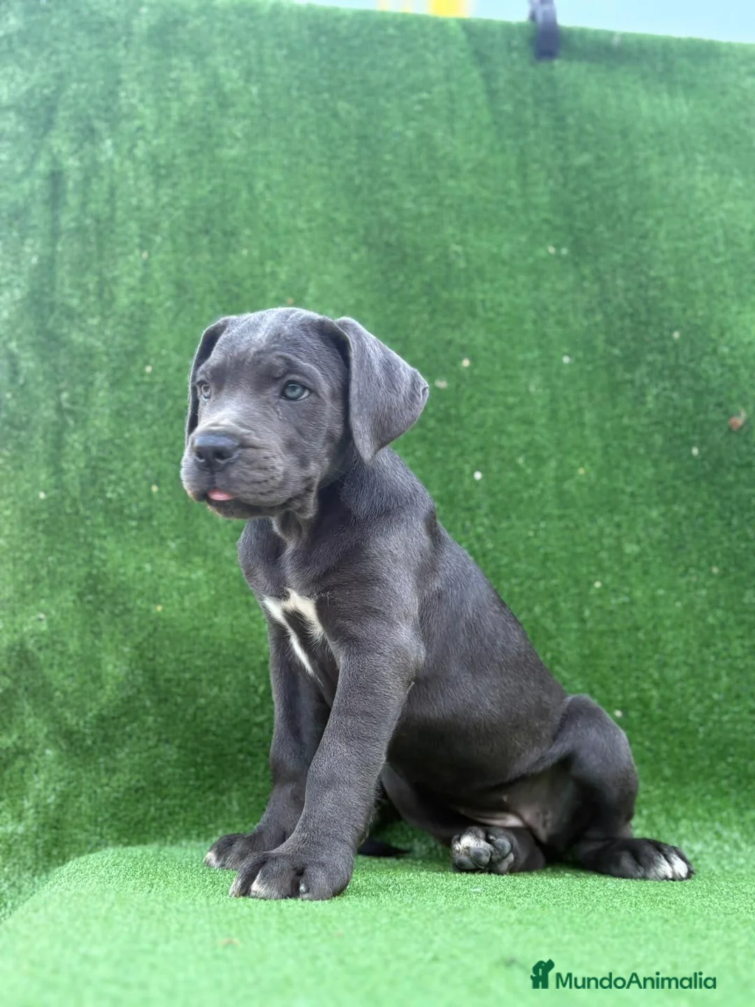 Cane Corso perros en venta: Cane Corso LOE ADN PREMIUM  - Anuncio 2