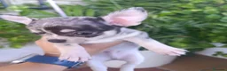 Chihuahua perros en venta: Chihuahua  - Anuncio 11