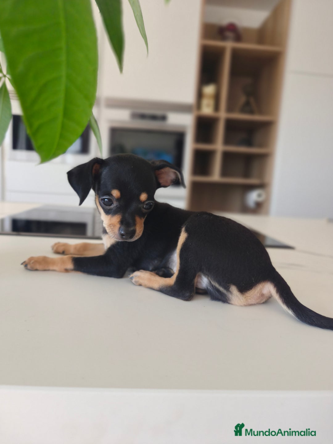 Pinscher Miniatura perros en venta: Mini Pincher espectacular!! - Imagen 5