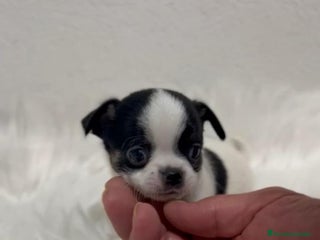 Chihuahua perros - Anuncio 1