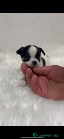 Chihuahua perros - Anuncio 1