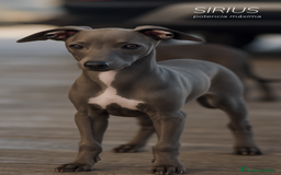 Pequeño Lebrel Italiano perros en venta: 🐾 Sirius – Lebrel italiano silver blue 🌙✨ - Anuncio 1