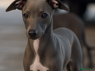 Pequeño Lebrel Italiano perros 🐾 Sirius – Lebrel italiano silver blue 🌙✨ - Anuncio 1