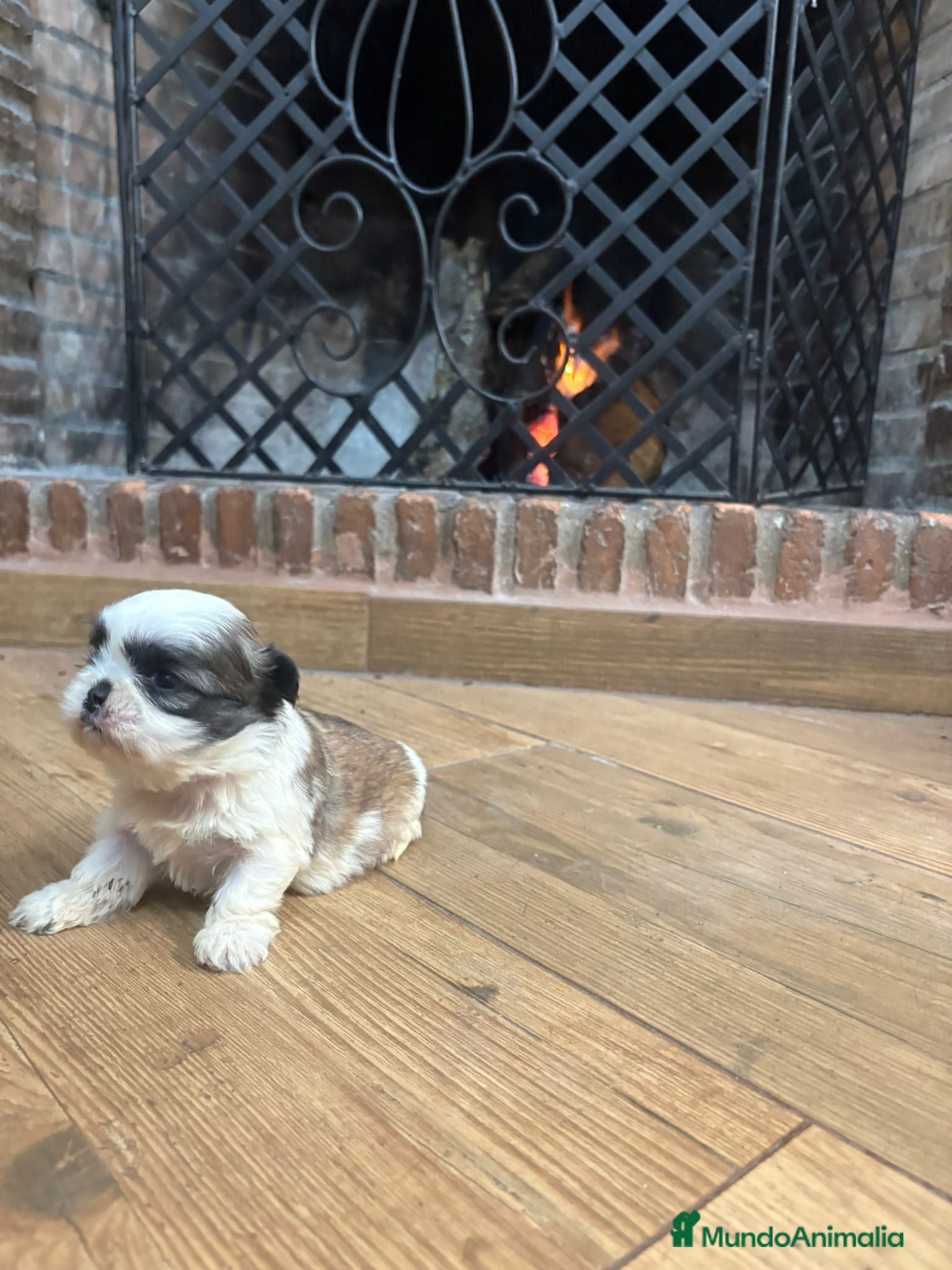 Shih Tzu perros en venta: Shih tzu - Anuncio 4