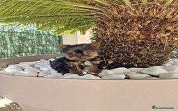 Yorkshire Terrier perros en venta: Yorkshire terrier  - Imagen 3
