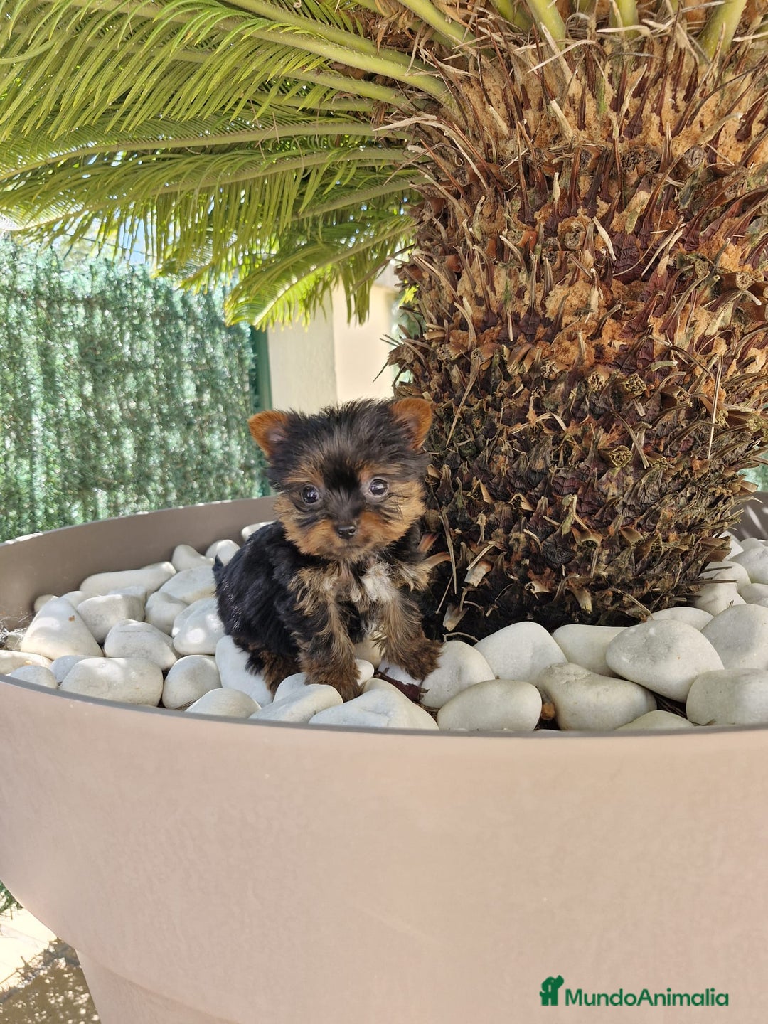 Yorkshire Terrier perros en venta: Yorkshire terrier  - Imagen 3